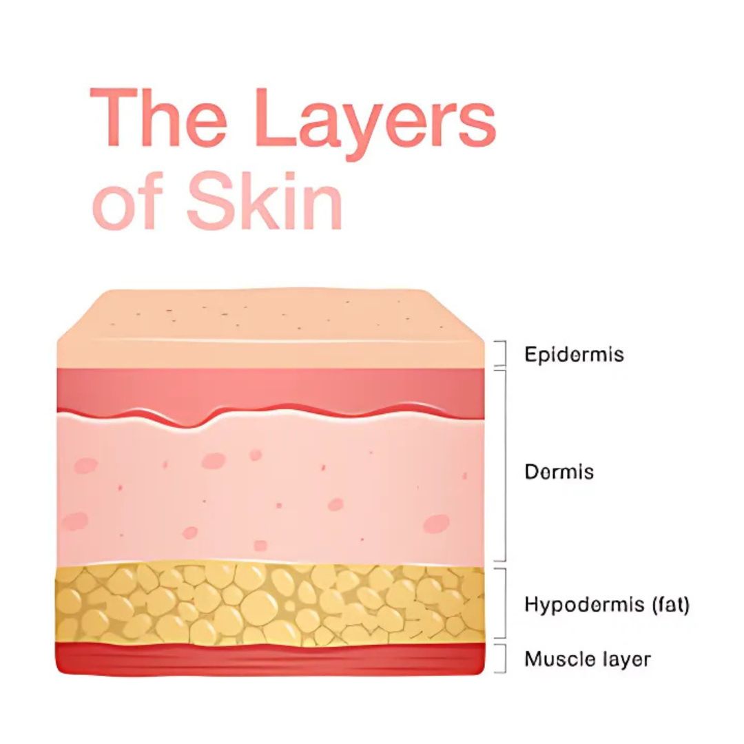 Diagram of the layers of skin with labels on a white background